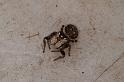 Simaetha_thoracica_D7875_Z_89_North Stradbroke island_Australie